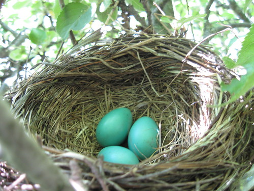 robin eggs in the apple tree