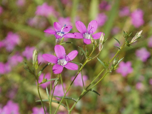 Small Flowered Gilia 01