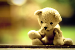 sad little teddy is weary with woe by harold.lloyd (won't somebody  think of the bokeh?)