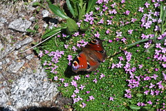 farfalla sul giacciaio Presena