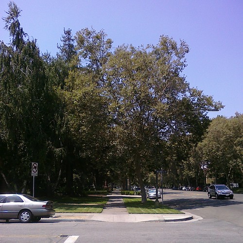 The Alameda, trees