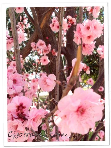 Cherry Blossom York Town, Australia