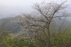 九鬼山山頂の山桜