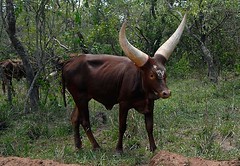 Ankole Cattle, Uganda