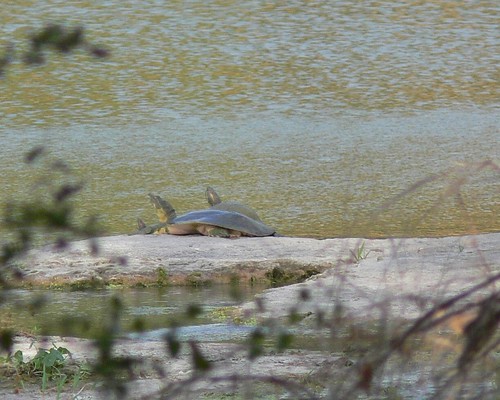 Softshell Turtle and Red-eared Sliders