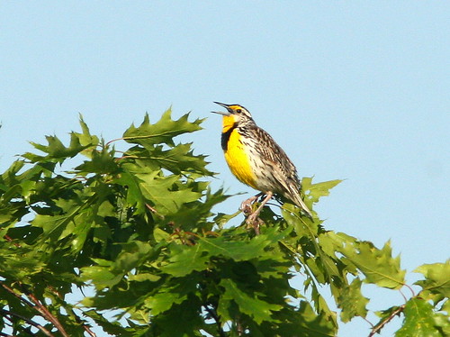 Eastern Meadowlark 20090605