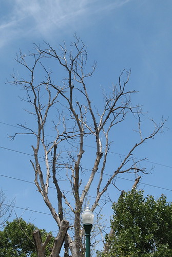 Dead tree, power lines, light pole