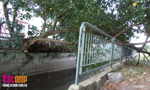 Fallen tree rips canal railings apart at Sungei Pandan 