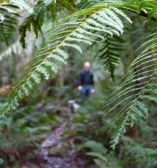 Bushwalkin in Tasmania