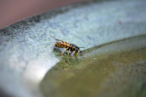Wasp Drinking