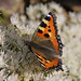 Arley Hall - Tortoiseshell Butterfly