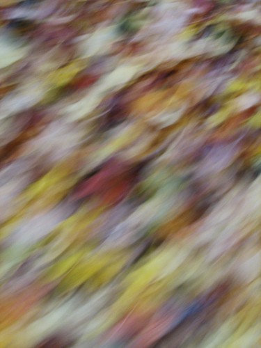 091023. leaves in motion. i love this one.