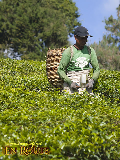 Cameron Highlands Tea Farming