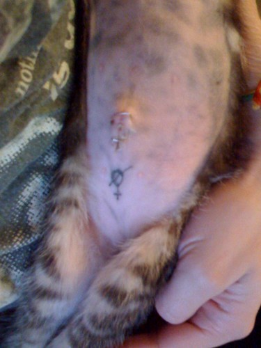 Photo 1524 · And this is what the pound tattooed onto my kitten 