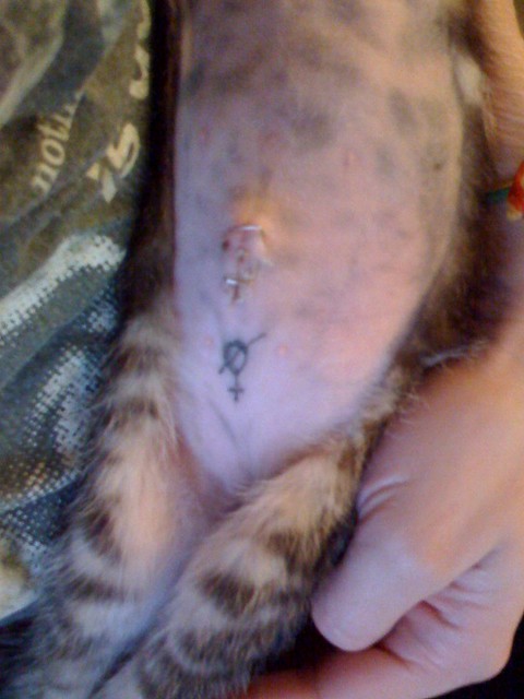 And this is what the pound tattooed onto my kitten. spayed. tattoo over-kill 