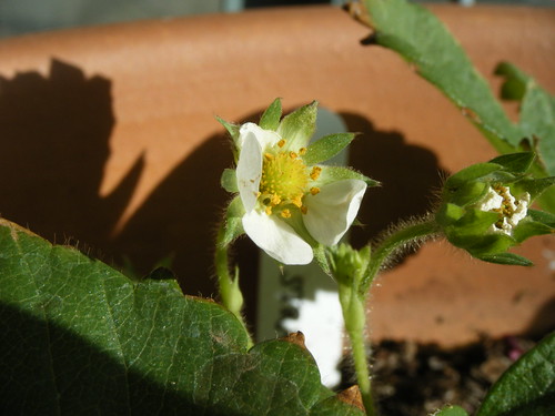 Strawberries - well at least the blooms