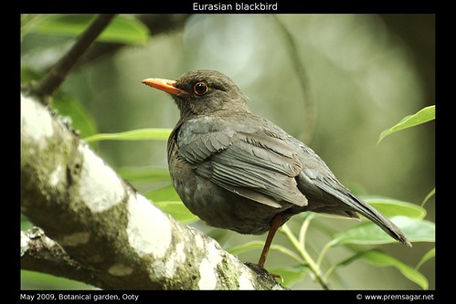 Eurasian Blackbird 2