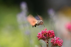 Kolibrievlinder (iv)