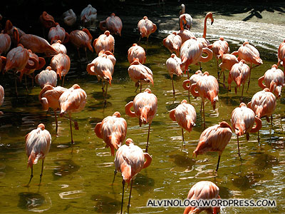 The flamingos enclosure