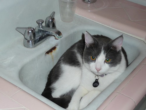 Elvis in the Sink by LauraMoncur from Flickr