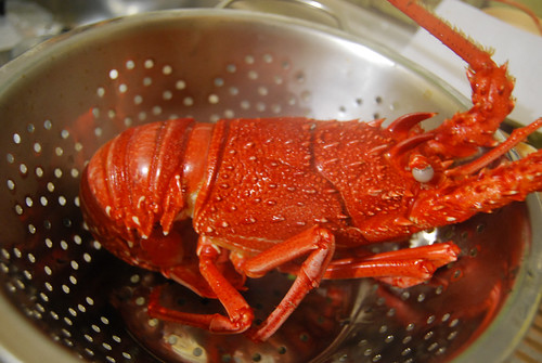 crayfish 2
