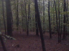  Open Woods