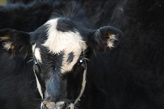 Young steer