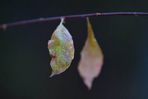 Last Leaves