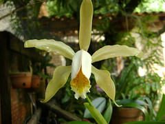 Orquídea 30