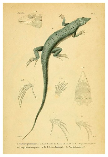 014-Erpétologie générale ou Histoire naturelle complète des reptiles 1834