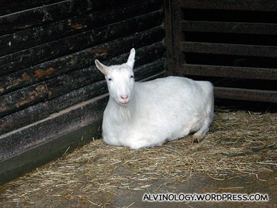Resting goat