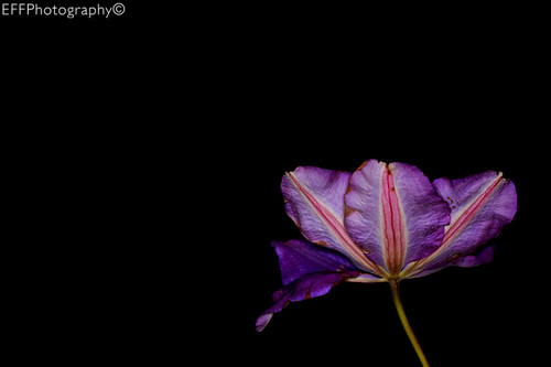 Purple Flower - Night
