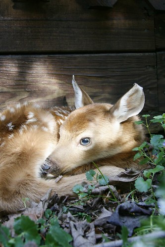 Baby Deer Fawn
