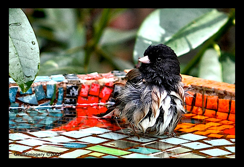 The Junco Jacuzzi by you.