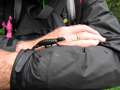 img_7352 Alpine Salamander