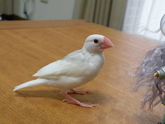 Javanese Rice Bird