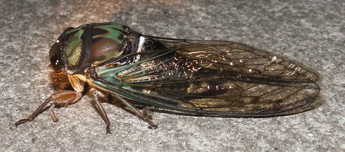 Coastal Lyric Cicada, side view