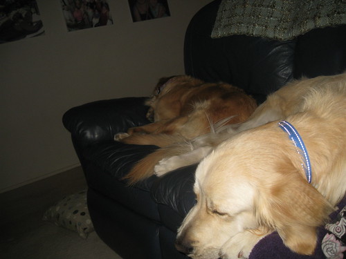 Sleeping dogs
