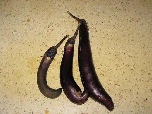 We planted eggplants!  Who knew?
