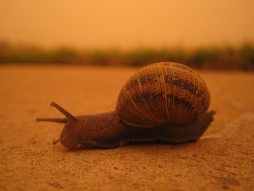 Snail in the Dust storm