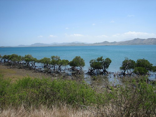 Mangroves on the shore of Ile Puen
