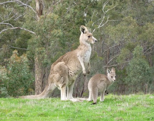 Kangaroo and joey  Sept- Aug 09