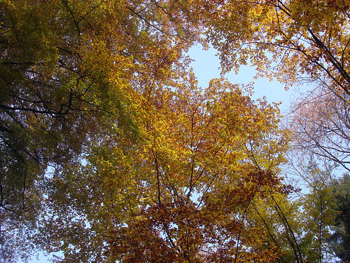 Herbstfarben Wunderklingen/Hallau 1.11.09