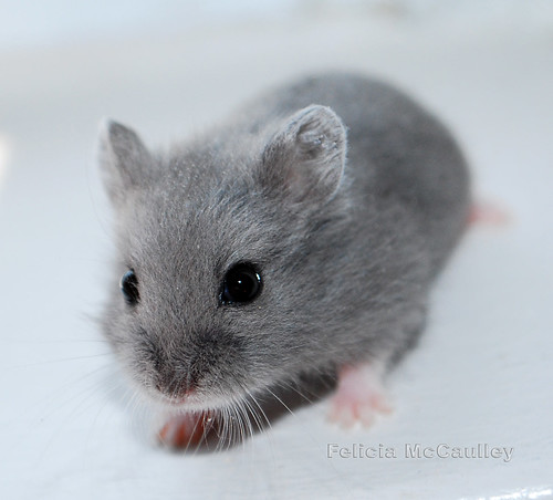 Blue Campbell's Dwarf Hamster by Felicia McCaulley