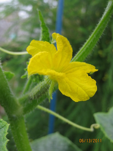 cucumber flower, female