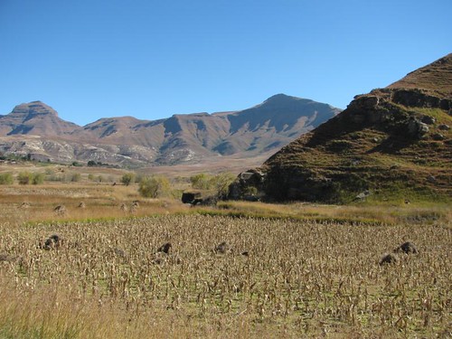 maize field in the mountains