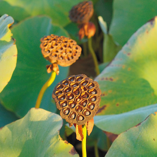 Lotus plants, in Forest Park, Saint Louis, Missouri, USA