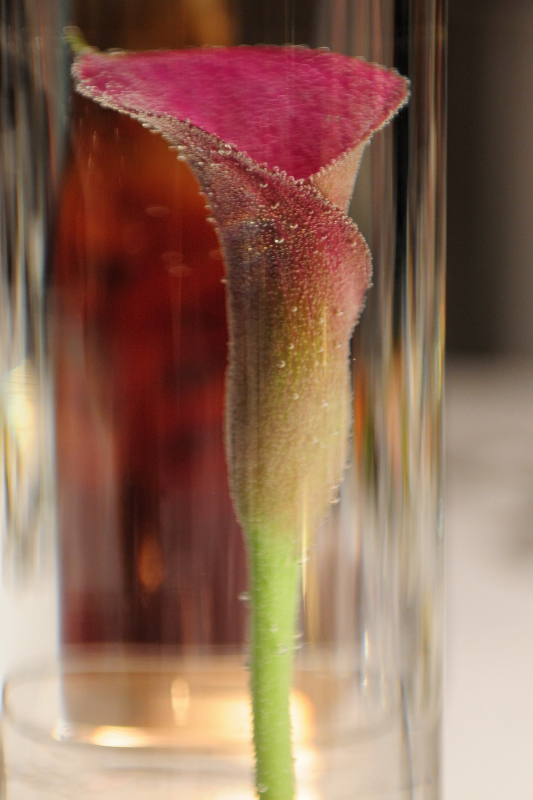 Calla Lily in Water