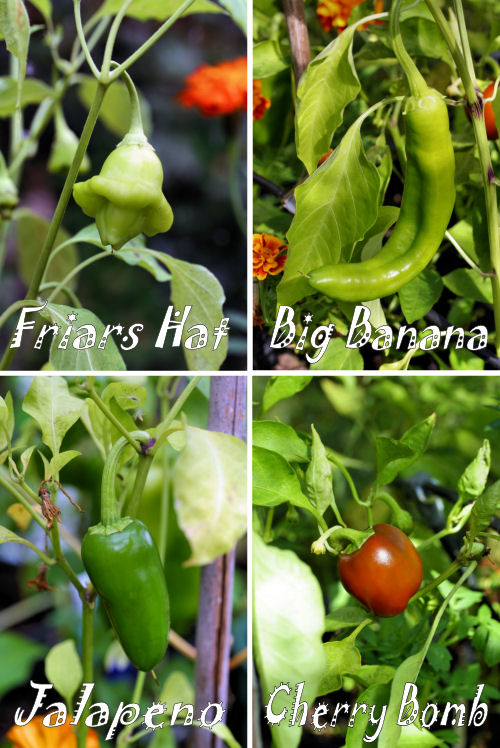 four varieties of chillies