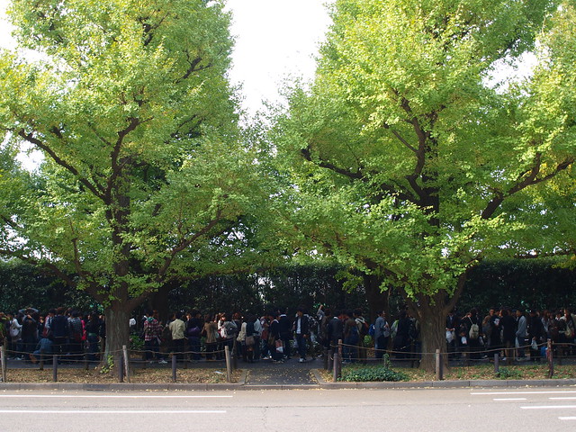 Ginkgo Trees of Meijijingu Gaien, Tokyo / 神宮外苑の銀杏並木